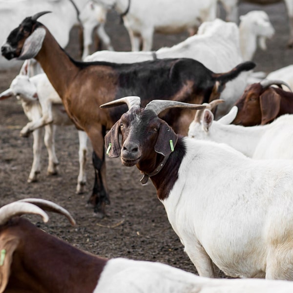 Konya Adak Akika Kurban Kesimi