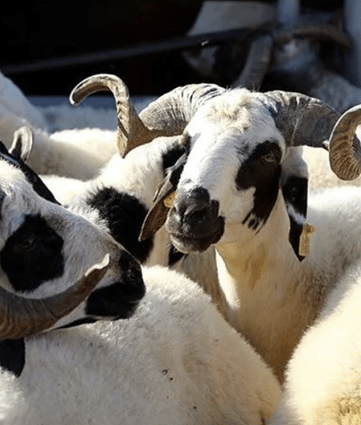 imaKonya Adak Akika Kurban Kesimige