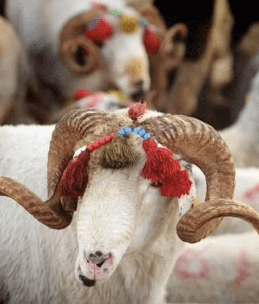 Konya Adak Akika Kurban Kesimi