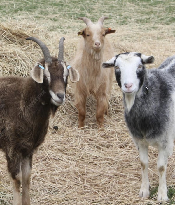 Konya Adak Akika Kurban Kesimi