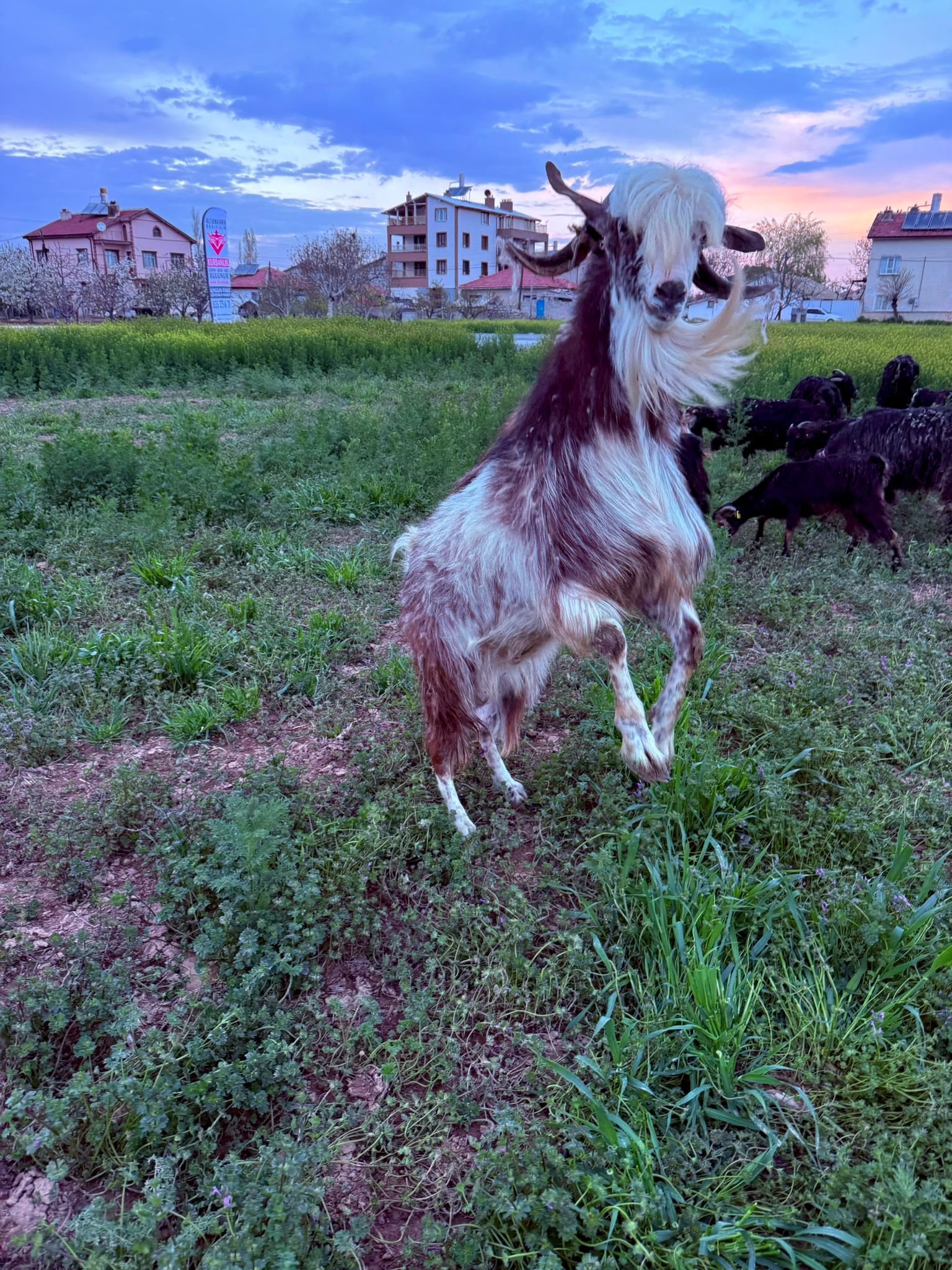 Altunkara Besicilik gerçek müşteri memnuniyeti fotoğrafı Konya